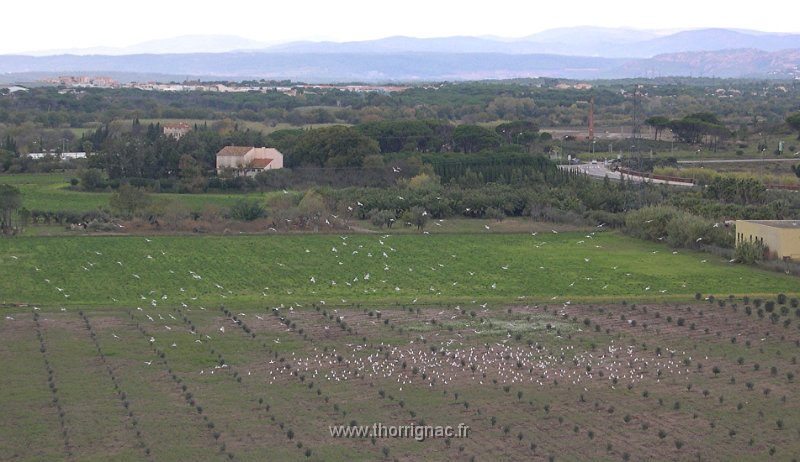 rassemblement de mouettes.jpg - Rassemblement de mouettes.